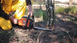 Best Hazardous Tree Removal  in Henderson, NC