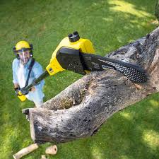 Best Tree Disease Treatment  in Henderson, NC