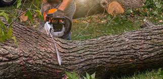 Reliable Henderson, NC  Tree Services Solutions