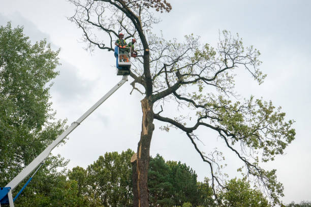 Best Storm Damage Tree Cleanup  in Henderson, NC