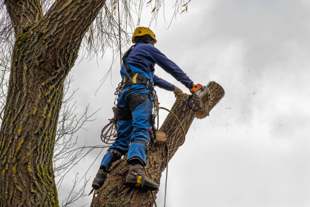 Best Tree Trimming and Pruning  in Henderson, NC