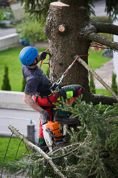 Best Emergency Tree Removal  in Henderson, NC