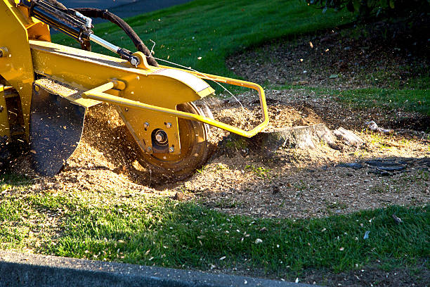 Best Tree Maintenance Programs  in Henderson, NC