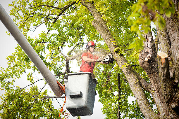 Best Palm Tree Trimming  in Henderson, NC