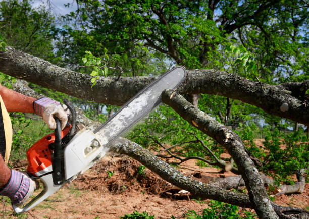 Best Lawn Grading and Leveling  in Henderson, NC