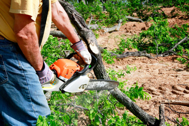 Best Tree Removal  in Henderson, NC